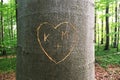 Heart carved in Tree