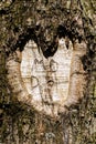 Heart Carved on a Tree Royalty Free Stock Photo