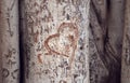 Heart carved on a tree trunk