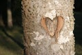 Heart Carved in Tree in the Woods