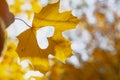 The heart is carved on a yellow maple leaf in autumn, light and glare from autumn foliage in autumn weather