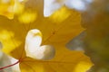 The heart is carved on a yellow maple leaf in autumn, light and glare from autumn foliage in autumn weather