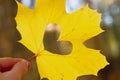 The heart is carved on a yellow maple leaf in autumn, light and glare from autumn foliage in autumn weather