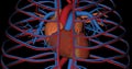 Heart, cava vein and aorta artery, in rotation