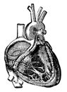 Heart Cavities and Valves, vintage illustration