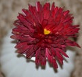 Heart centered red chrysanthemum blossom Royalty Free Stock Photo