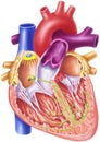 Heart - Conduction System Royalty Free Stock Photo