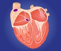 Heart conduction system illustration. Royalty Free Stock Photo