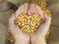 Heart corn Royalty Free Stock Photo