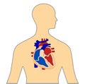 Heart 3D colored vector image on human body for education of anatomy and cardiac system disease.