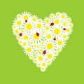 The heart of daisies with ladybirds Royalty Free Stock Photo