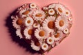 Heart of daisies on a pink background. Flower composition. Royalty Free Stock Photo