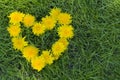 Heart of Dandelion Flowers Royalty Free Stock Photo