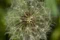Heart of a dandelion. Summer flower structure. Royalty Free Stock Photo