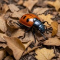 Shadow of the Forest: The Camouflage Techniques of the American Burying Beetle Royalty Free Stock Photo