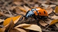 Blending In: The Art of Camouflage in the American Burying Beetle Royalty Free Stock Photo