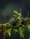 Vigilant Python on a Mossy Branch in the Jungle Royalty Free Stock Photo
