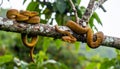 Exotic Amazon Tree Boas in the Rainforest Royalty Free Stock Photo