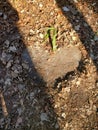 Heart in the dirt