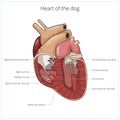 Heart of a dog vector illustration