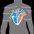 Heart education description in human body sihluette