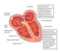 Heart electrical conducting system