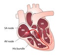 Heart electrical conduction Royalty Free Stock Photo