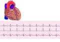 Heart& electrocardiogram Royalty Free Stock Photo