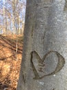 Heart engraved on a tree