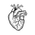 Heart engraving style. Human anatomy. Black color outline cartoon vector illustration.