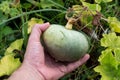 Nature's Promise: Growing Ornamental Pumpkin Held by Hand