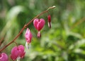 Heart flower or lamprocapnos spectabilis or bleeding heart Royalty Free Stock Photo