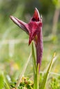 Heart flowered orchid Serapias Cordigera