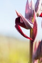 Heart flowered orchid Serapias Cordigera