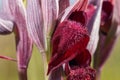 Heart flowered orchid Serapias Cordigera