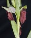 Heart-flowered Orchid