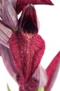 Heart-flowered Serapias orchid flower closeup - Serapias cordigera - over white