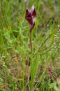 Heart Flowered Serapias plant - Serapias cordigera