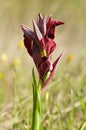 Heart-flowered Serapias wild orchid - Serapias cordigera