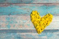 Heart form from yellow dandelions with copy space on old turquoise wooden background. Royalty Free Stock Photo