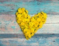 Heart form from yellow dandelions on old turquoise wooden background. Royalty Free Stock Photo