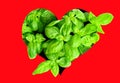 Heart framed basil plant on red Royalty Free Stock Photo