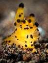 Nudibranch - Thecacera sp. Heart of Gold