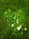 Heart grass