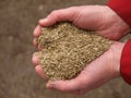 Heart from grass seeds, closeup