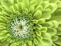 Heart of Green Zinnia