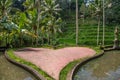 A heart on the ground in front of the rice terraces in Tegallalang, Bali