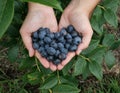 Fresh handful of Blueberries