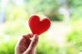 Heart on hand for philanthropy concept - woman holding red heart in hands for valentines day or donate help give love warmth take Royalty Free Stock Photo