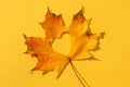 A yellow maple leaf with a heart carved in the middle lies on an isolated background. Royalty Free Stock Photo